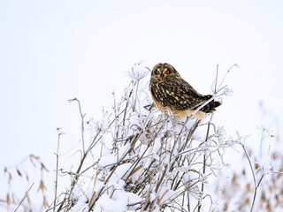 Short-eared Owl on frozen plants in Winter