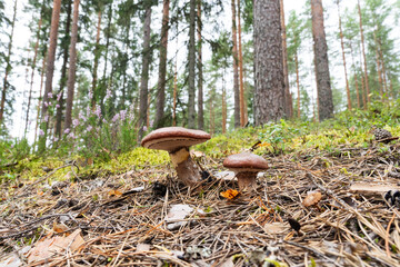 Wide-angle shot of Brown slimecap mushroom growing on a dry forest floor in Estonia, Northern Europe