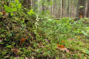 Naklejka na ściany i meble A small and gentle wild orchid, the Creeping lady's-tresses in its habitat in an old-growth forest in Estonia, Northern Europe