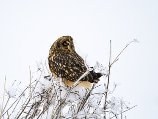 Short-eared Owl on frozen plants in Winter