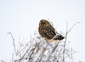 Short-eared Owl on frozen plants in Winter