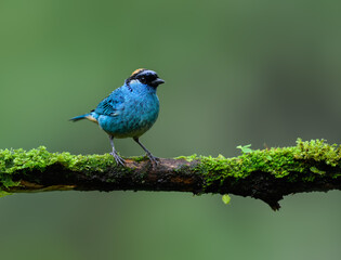 Golden-naped Tanager on mossy stick on green background