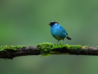 Golden-naped Tanager on mossy stick on green background