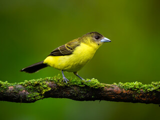 Female Lemon-rumped Tanager on mossy  stick against green background