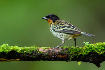 Rufous-throated Tanager on mossy stick against green background