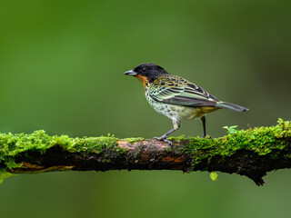 Rufous-throated Tanager on mossy stick against green background