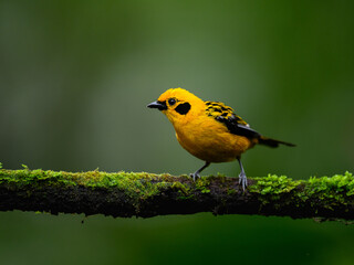 Golden Tanager on mossy stick against green background