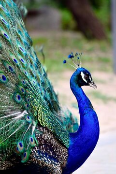 pavo real
