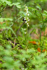 Closeup of a Bumblebee visiting a small and gentle wild orchid, the Creeping lady's-tresses in its habitat in an old-growth forest in Estonia, Northern Europe