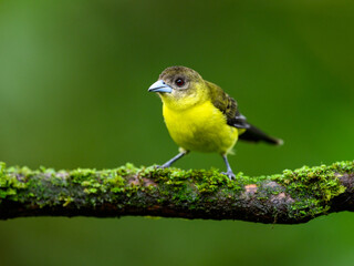 Female Lemon-rumped Tanager on mossy  stick against green background