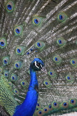 Obraz premium pavo real