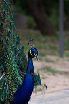 pavo real