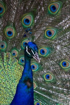 pavo real
