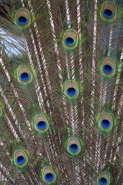 pavo real