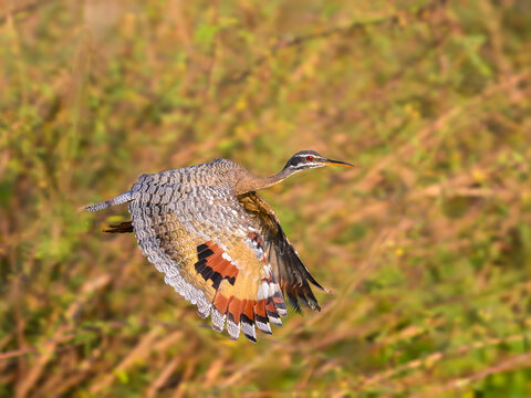 Sunbittern in flight against plants