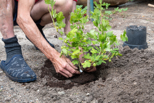 A man planted a gooseberries in his garden,spring seasonal work,gardener working - Powered by Adobe