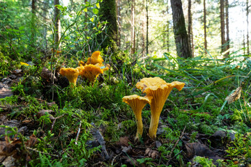 A group of edible mushrooms, Golden chanterelle fruit bodies growing in a late summer forest in Estonia, Northern Europe