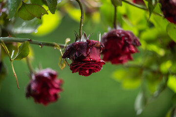 Macro photo of red roses. Raindrops fall on rose petals. Beautiful green blurred background.