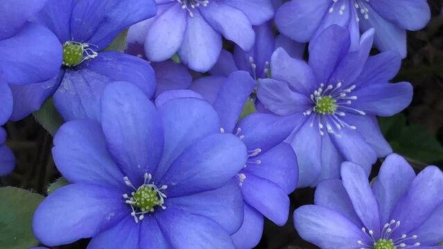 blue primroses sway, liverwort flowers close-up, zoom out