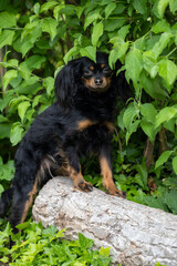 Close-up portrait of a cute black Russian Longhaired Toy Terrier sitting on a tree stump. Beautiful young Russian toy dog portrait outdoors. Copy space.