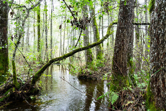 A lush late summer floodplain forest during a flood in Soomaa National Park, Northern Europe