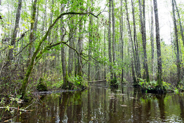 A lush late summer floodplain forest during a flood in Soomaa National Park, Northern Europe