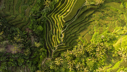 Drone top down view of rice fields in Bali, Indonesia