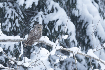 A bird of prey, Ural owl perched on a snowy branch on a winter day in Estonia, Northern Europe