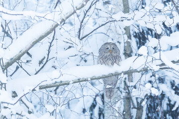 A bird of prey, Ural owl perched on a snowy branch on a winter day in Estonia, Northern Europe