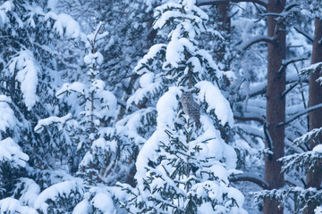 Ural owl perched on a snowy Spruce branch on a winter day in Estonia, Northern Europe	