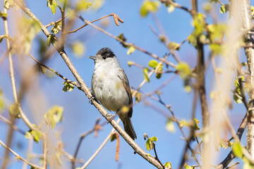 Male Eurasian blackcap perched on a branch in a springtime forest in Estonia, Northern Europe