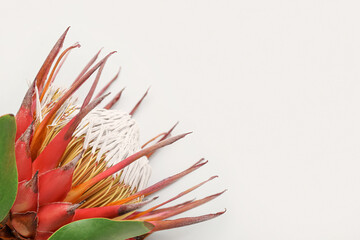 Beautiful red protea flower on white background, closeup