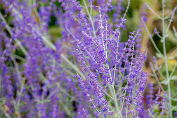 Selective focus blue spire flowers in the garden with sunlight, Salvia yangii or Perovskia atriplicifolia is a flowering herbaceous perennial plant and subshrub, Nature floral pattern background.