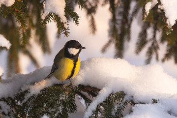 Great tit standing on a snowy branch and looking forward during a golden hour in a wintry forest in Estonia, Northern Europe	