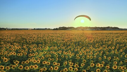 Paraglider Flying Over Sunflower Field At Sunset. Aerial shoot at golden hour