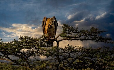 a Ruppell's Griffon Vulture perched on  an acacia tree in the masai mara savannah, Kenya.