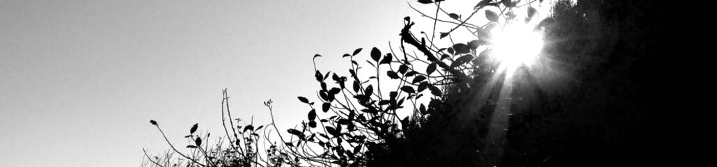 fondo en blanco y negro de texturas de naturaleza, cima con siluetas de flora  silvestre,  y luz de sol s, contraluz,  andes, caminata, huancayo, Perú, viaje, horizontal, pagina web,  - obrazy, fototapety, plakaty