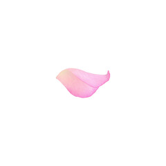 Fototapeta premium Tender pink rose petal isolated on white