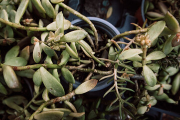 Potted succulents green leaves macro photo. Succulent plants in black pots outdoors on a backyard. Growing flowers in greenhouse, garden. Florist shop