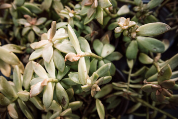 Potted succulents green leaves macro photo. Succulent plants in black pots outdoors on a backyard. Growing flowers in greenhouse, garden. Florist shop