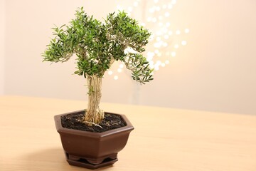 Beautiful bonsai tree in pot on wooden table, space for text