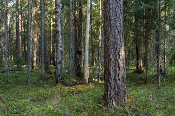 An old-growth boreal forest on a late spring day in Estonia, Northern Europe