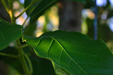 Elementos Naturales: Piedras, Vegetación y Follaje