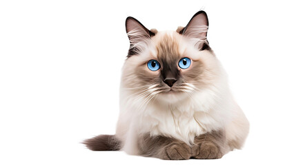 Ragdoll cat isolated on a transparent background