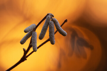 Male catkins of a Common hazel bush during an autumnal sunset in Estonian woodland, Northern Europe