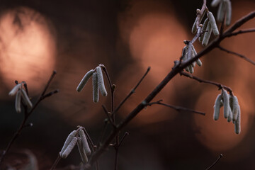 Male catkins of a Common hazel bush during an autumnal sunset in Estonian woodland, Northern Europe