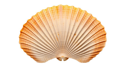 Scallops Shell isolated on a transparent background