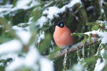 A colorful male Eurasian bullfinch perched in the middle of snowy Spruce branches in Estonian boreal forest, Northern Europe