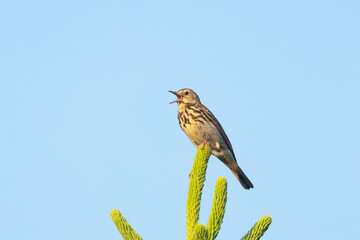 Small Tree pipit perched on a conifer tree and singing on a spring evening in Estonia, Northern Europe