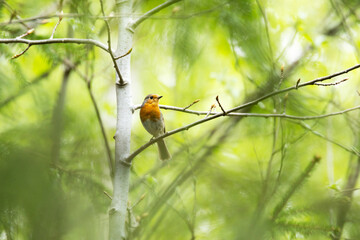 A small European robin perched on a tree in a summery boreal forest in Estonia
